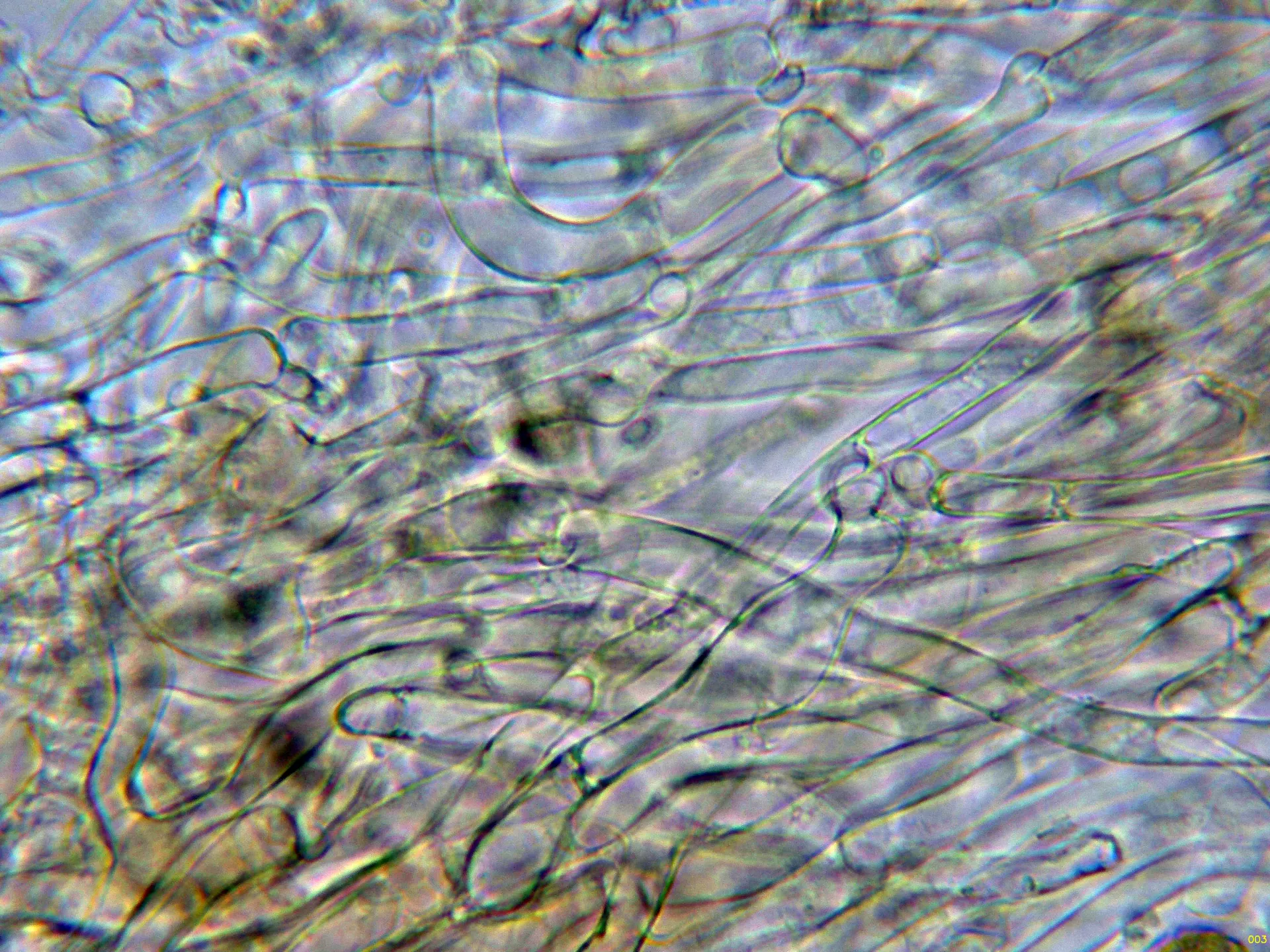 Microscopía de Rhodocollybia prolixa - 10 - Suprapellis agua-003